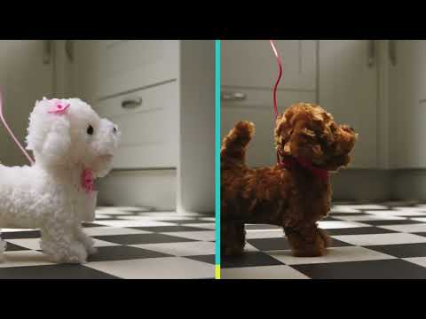 Happy Pets Cockapoo i Snor